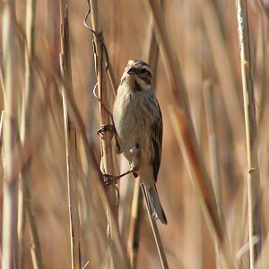 Reed Bunting (Emberiza schoeniclus)
