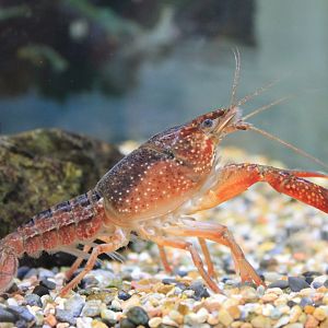 Red Swamp Crayfish (Procambarus clarkii)