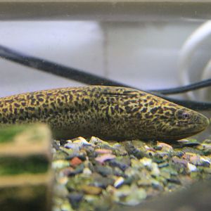 Swamp Eel (Monopterus albus)