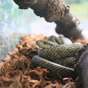 Japanese Rat Snake (Elaphe climacophora)