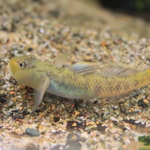 unlabeled goby, Childrens Zoo