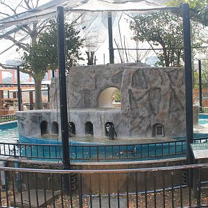 African Penguin aviary