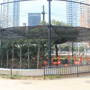 Caribbean Flamingo aviary