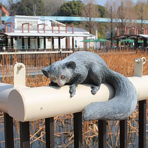 Aye-Aye unexpectedly out in the daytime