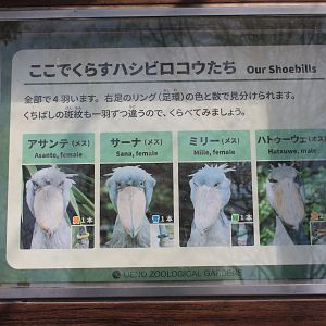 Shoebill signage