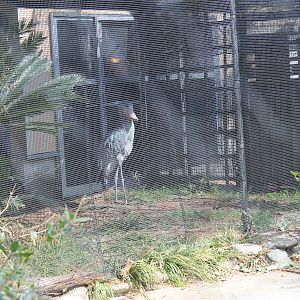 Shoebill