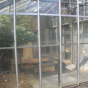 Shoebill in inside quarters