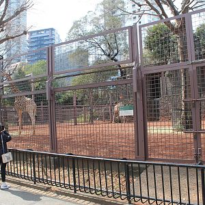 Giraffe enclosure