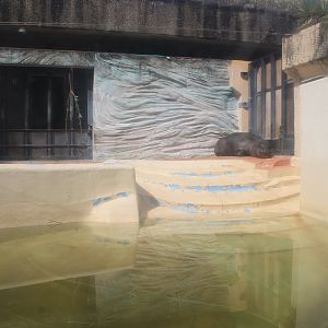 Pigmy Hippo enclosure