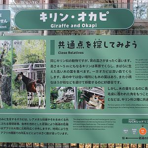 Okapi and Giraffe signage