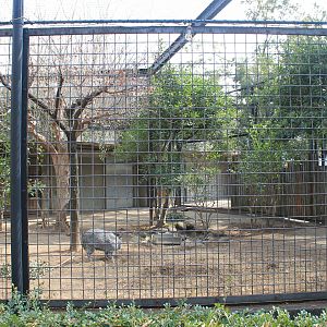 Collared Peccary enclosure
