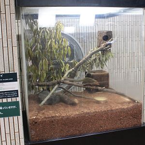 Common Tree Shrew box