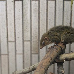 Common Tree Shrew