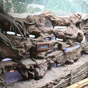 Naked Mole Rat exhibit