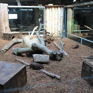 Dwarf Mongoose enclosure