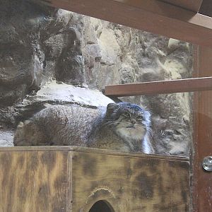 Pallas' Cat (Otocolobus manul)