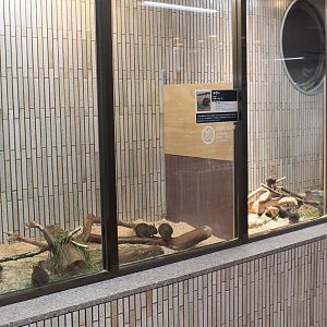 Common Degu (Octodon degus) enclosures