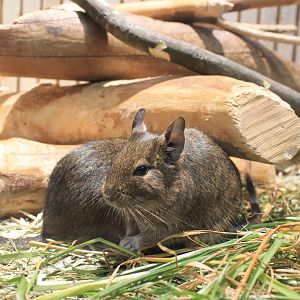 Common Degu (Octodon degus)
