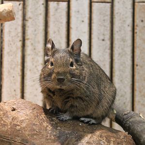 Common Degu (Octodon degus)