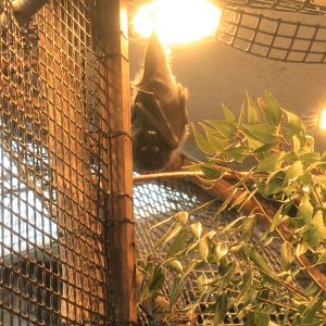 Bonin Island Flying Fox (Pteropus pselaphon)