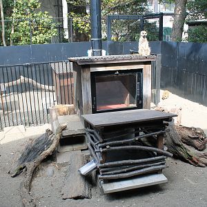 Meerkat enclosure