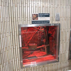 A tiny box for a Spectral Tarsier