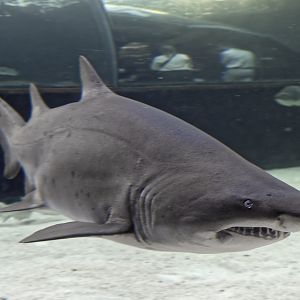 Shark Exhibit