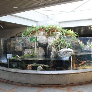 Giant Salamander tank