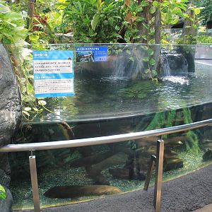 Australian Lungfish tank