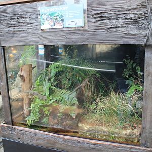 Chinese Crocodile Lizard tank