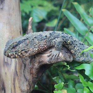 Chinese Crocodile Lizard (Shinisaurus crocodilus)