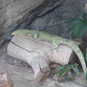 Quince Monitor (Varanus melinus)