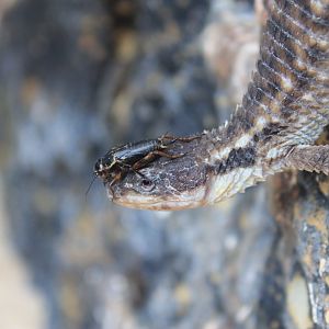 Tropical Girdled Lizard (Cordylus tropidosternum)
