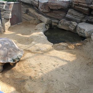 Galapagos Tortoise enclosure