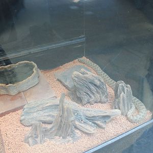 Western Hog-nosed Snake (Heterodon nasicus)