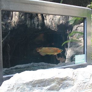 Asian Arowana (Scleropages formosus)