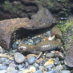 Japanese Black Salamander (Hynobius nigrescens)