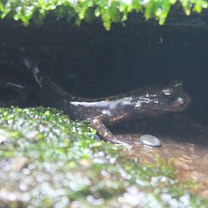 Japanese Clawed Salamander (Onychodactylus japonicus)
