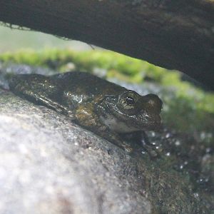 Kajika Frog (Buergeria buergeri)