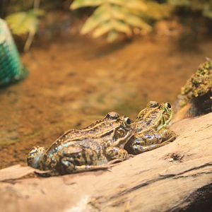 Tokyo Daruma Pond Frog (Pelophylax porosus)