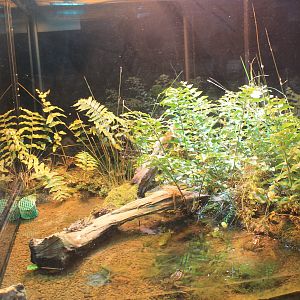 Tokyo Daruma Pond Frog tank