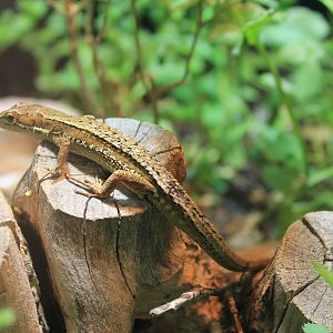 Japanese Grass Lizard (Takydromus tachydromoides)