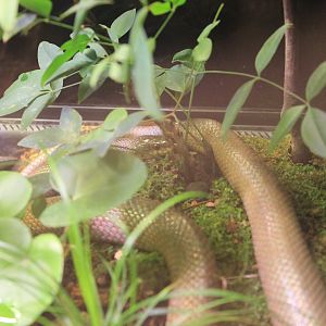 Burrowing Rat Snake (Euprepiophis conspicillata)