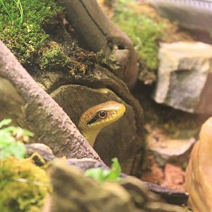 Japanese Four-lined Snake (Elaphe quadrivirgata)