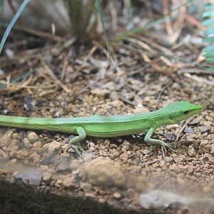 Miyako Grass Lizard (Takydromus toyamai)