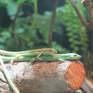 Green Grass Lizard (Takydromus smaragdinus)