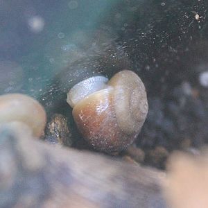 Ogasawara Land Snail (Mandarina hirasei)