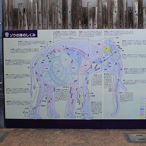 Elephant signage