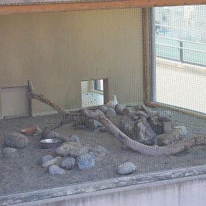 Aviary for Rock Ptarmigan (Lagopus muta)