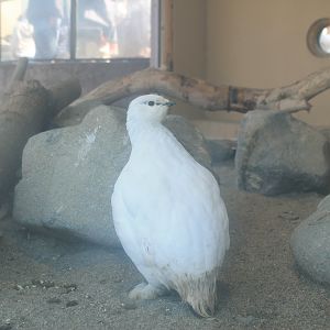 Rock Ptarmigan (Lagopus muta)